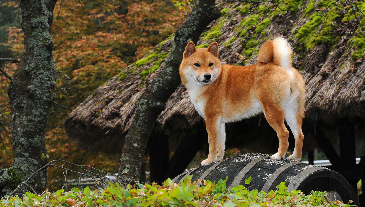 DBS_ShibaInu_1280.jpg