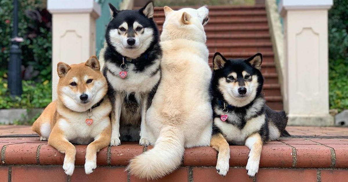 funny-shiba-inu-ruins-group-photos-thumbnail.jpg