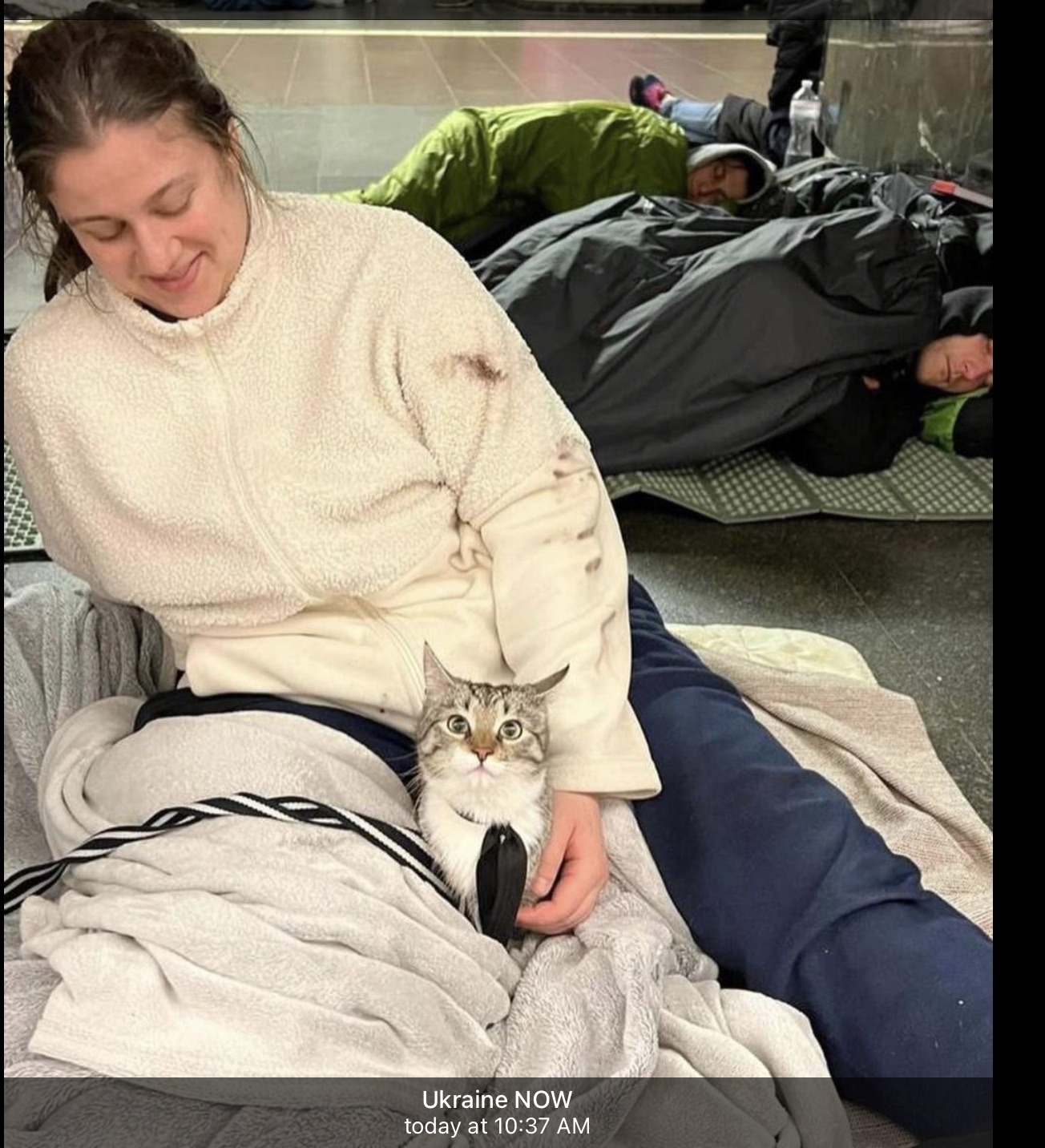 ukraine kitty
