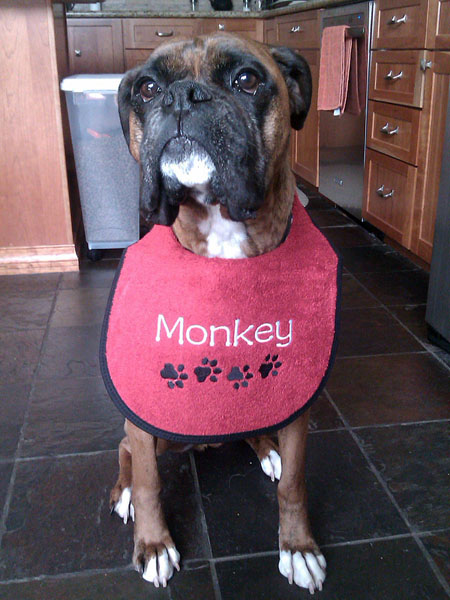 monkey-bib.jpg