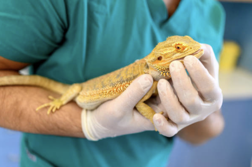 5,225 Pet Lizard Photos and Premium High Res Pictures - Getty Images.png