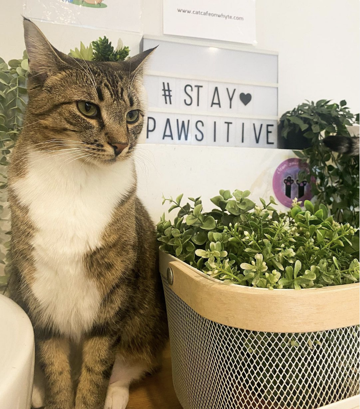 catcafe.png