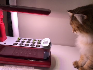 2020-04-11 09.34.34 copy.jpg